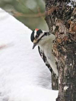Hairy woodpecker Photo: Charlie Schwarz