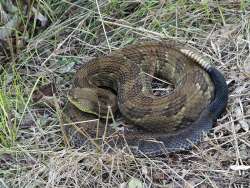 Timber rattlesnake Photo: Charlie Schwarz