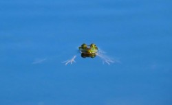 Bullfrog Photo: Deb Clough