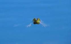 Bullfrog Photo: Deb Clough