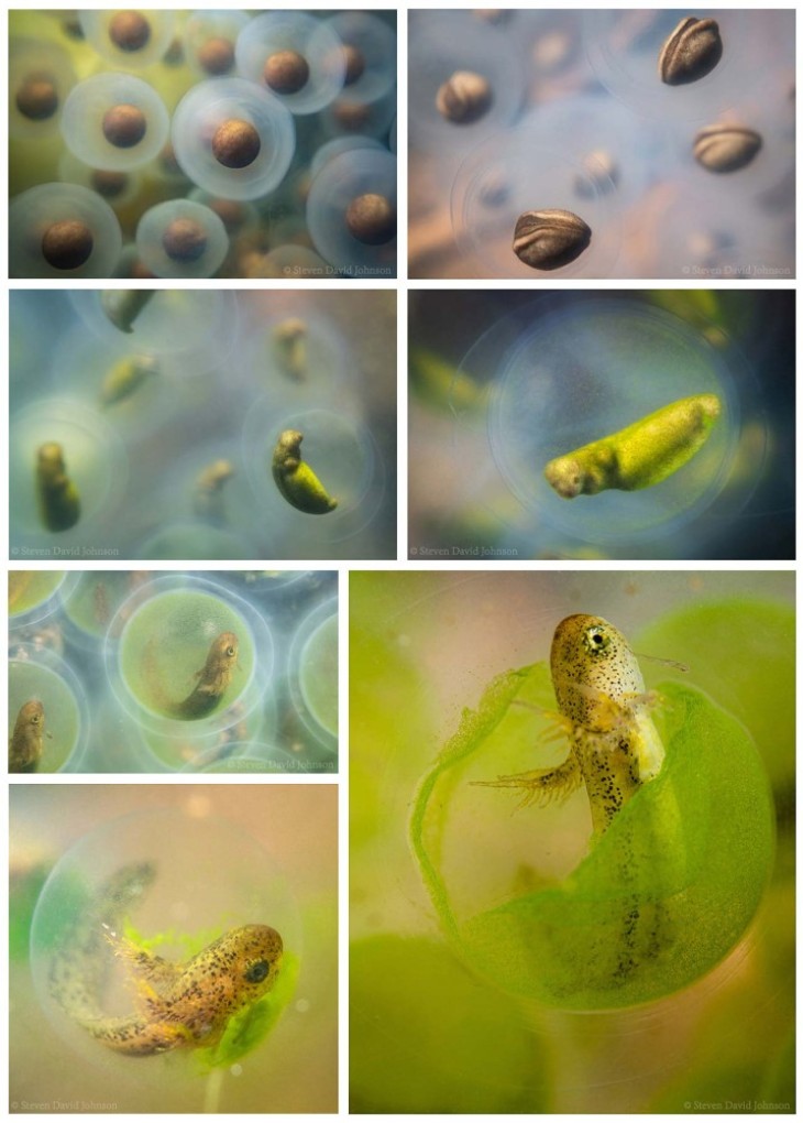 Underwater Photography: Life in Vernal Pools