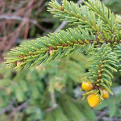 Spruce cones Photo: Paul Getchell