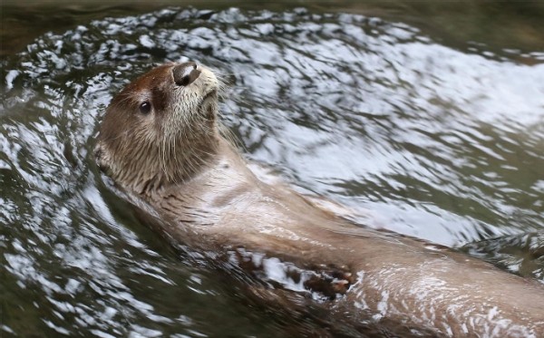 Swamp Otters