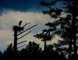 Great Blue Herons Photo: Sally Reed