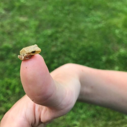 Tiny frog