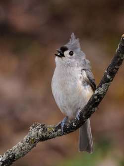 Tufted titmouse Photo: Charlie Schwarz