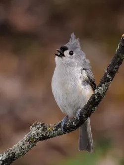 Tufted titmouse Photo: Charlie Schwarz