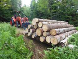 Vermont sawlogs Photo: Gordon F. Gould