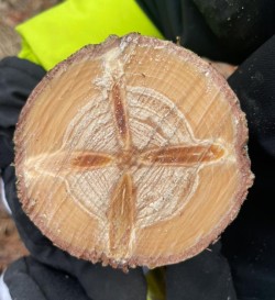 Wood cross Photo: Torrey Crossman