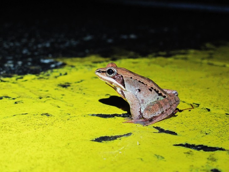 Wood frog
