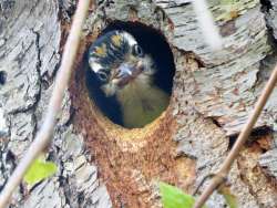 Woodpecker chick Photo: Chantal Caron