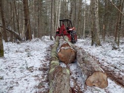 Working woods Photo: Gordon Gould