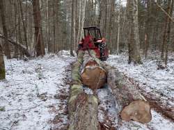 Working woods Photo: Gordon Gould