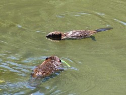 4a_two_beavers_sm.jpg