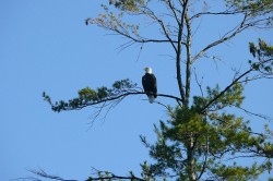 Bald eagle Photo: Stephen Fox