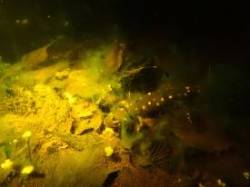 Yellow spotted salamander Photo: Conrad Georgian