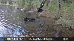 Two bears Photo: Bob Holmes