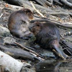 Beavers Photo: Amy Quist