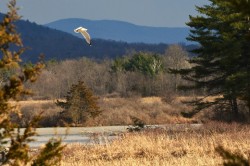 Flying gull Photo: Ken Hatch