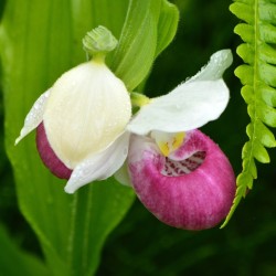 Showy ladysslipper Photo: Ken Hatch