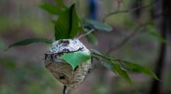 Bald-faced Hornets Photo: Tig Tillinghast