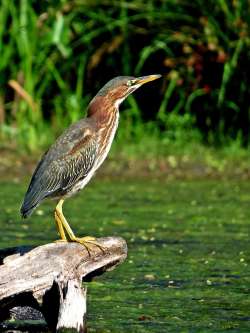 Green heron Photo: Charlie Schwarz