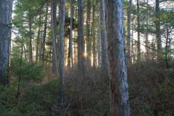 Morning Woods Photo: John Blaser