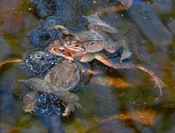 Wood frogs Photo: Tami Gingrich