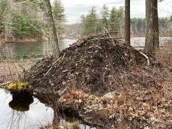 Active beavers Photo: Nancy Halloran