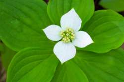 Bunchberry Photo: Tom Grett