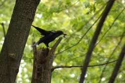 American crow Photo: Lee Toomey