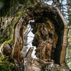 Ancient ash Photo: Sandy Dannis
