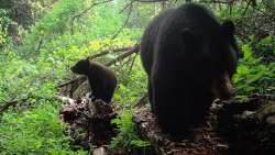 Bear family Photo: Wes Ives