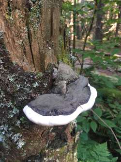 Bracket fungi Photo: Lisa Martens