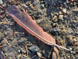 Cardinal feather Photo: Kirk Gentalen