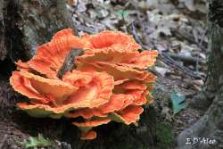 Fungus Photo: Eric D'Aleo