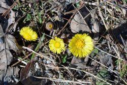 Coltsfoot Photo: Judy Sweet