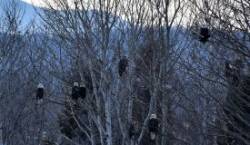 Eagles Photo: Lonnie Jandreau