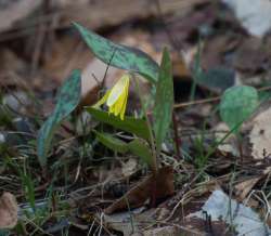 Erythronium americanum Photo: Gary Samuels