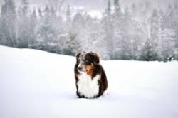 Dog in North Woods Photo: Anna Lewis