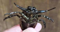 Giant Water Bug Photo: Tami Gingrich