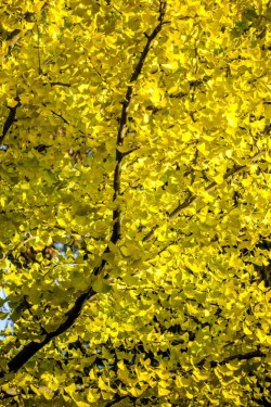 Gingko Leaves Photo: John Snell