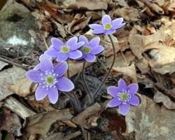 Hepatica Photo: Sheri Larsen