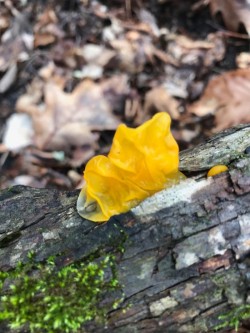 Jelly Fungus Photo: Tig Tillinghast