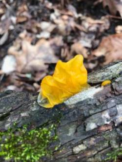 Jelly Fungus Photo: Tig Tillinghast