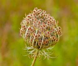 Queen annes lace Photo: Ross Lanius