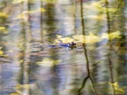 Wood frogs Photo: Grace Arpie