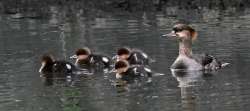 Mergansers Photo: John Jose