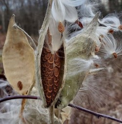Milkweed Seeds in December Photo: Sue Lichty