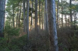 Morning Woods Photo: John Blaser